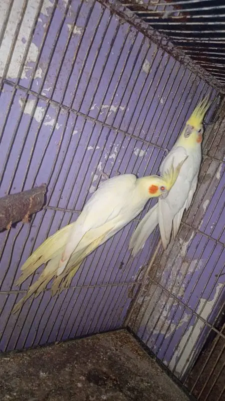 Cream cocktail breeder pair in good size healthy and active — photo 5