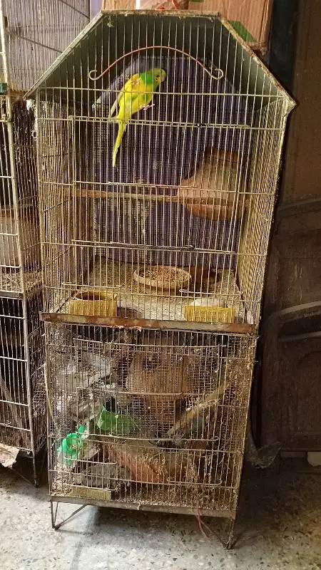 Cream cocktail breeder pair in good size healthy and active — photo 6
