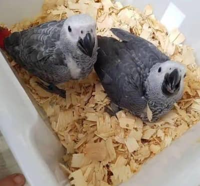 African grey parrot chick for sale 0316/0327/274