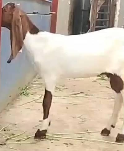 huzaifa.