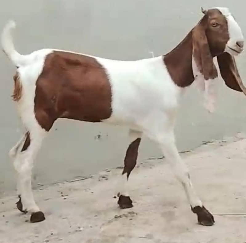 huzaifa. 1
