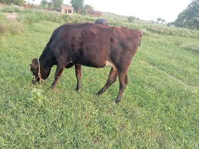 friesian nasal ki gaay for sale hai 4mahenay ki gahban hai