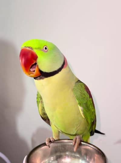 Kashmiri raw parrot for sale and time vice train vaccine mukammal