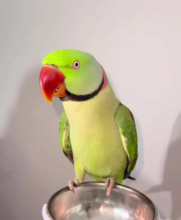 Kashmiri raw parrot for sale and time vice train vaccine mukammal — photo 2