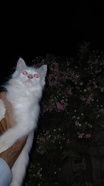 Triple Coat Persian Cat with Blue Eyes Doll Face"
