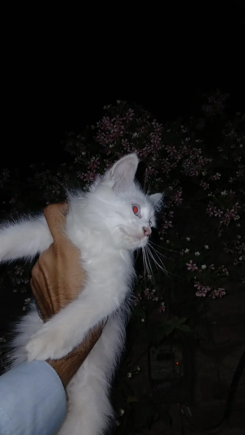 Triple Coat Persian Cat with Blue Eyes Doll Face" — photo 2