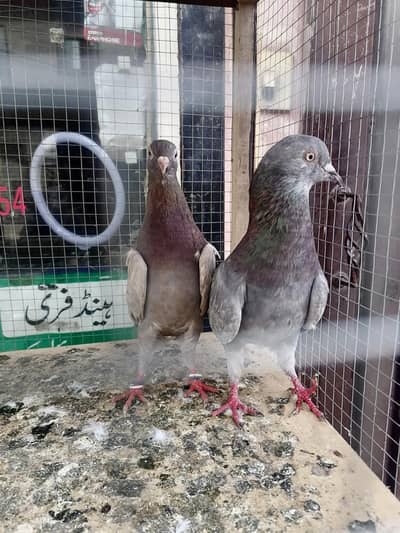 Pigeons