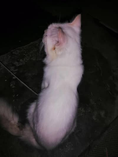 CAT FOR SALE
