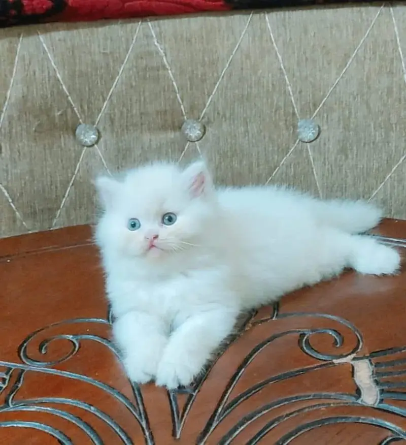 Persian cat for sale all colors available — photo 2