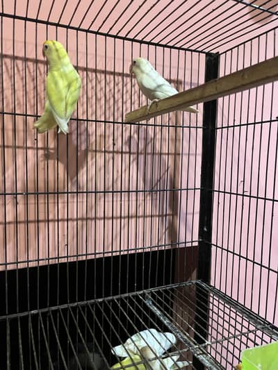 Love birds breeder pair cerimino