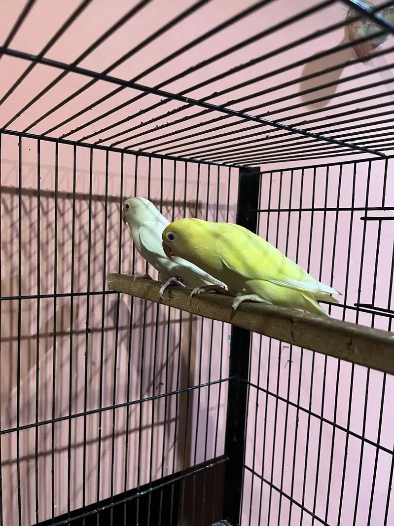 Love birds breeder pair cerimino — photo 2