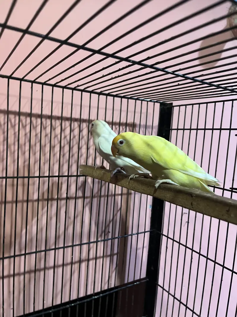 Love birds breeder pair cerimino — photo 3