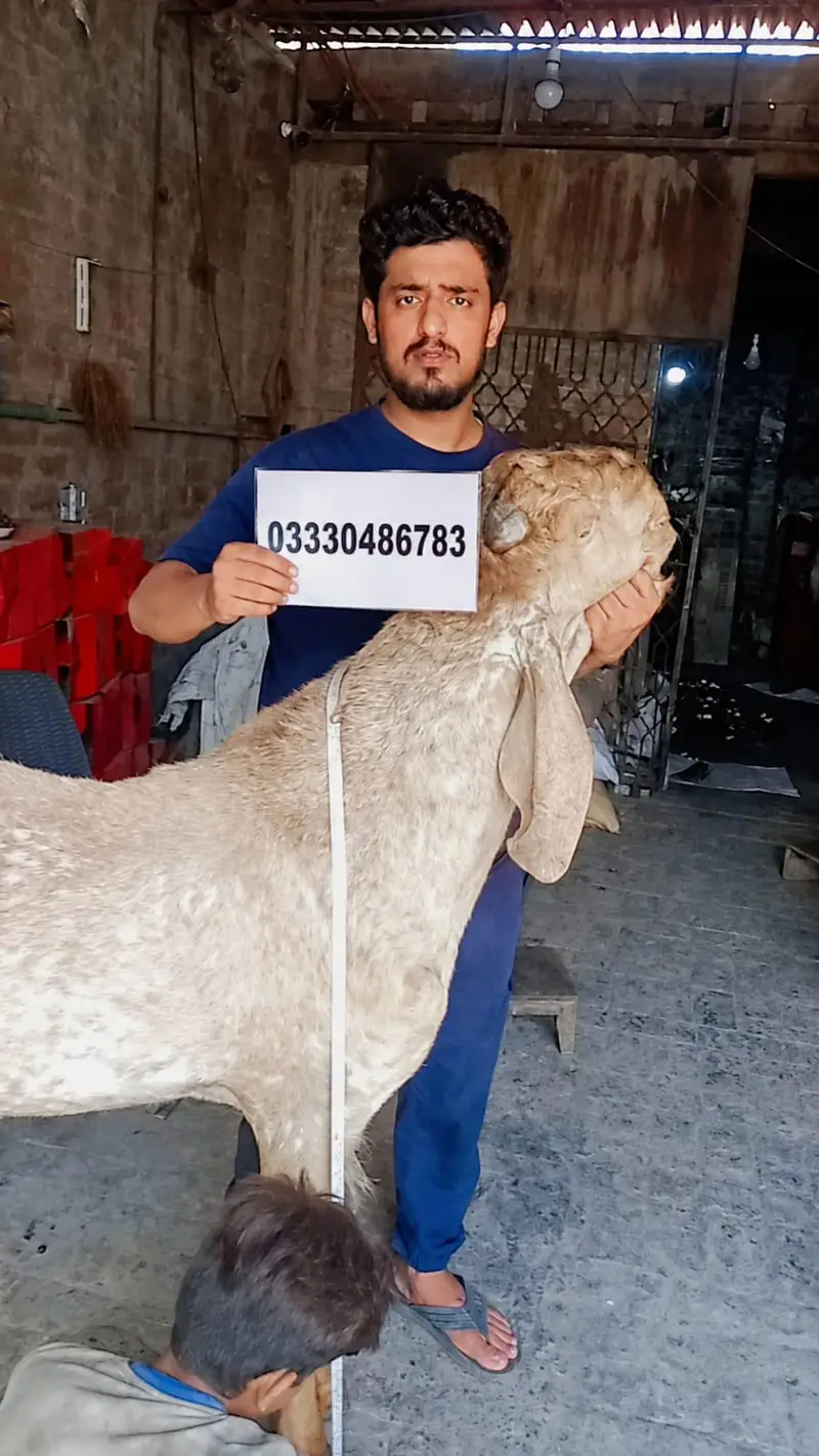 انچ 45 مَکھّی چِینی بکرا — چھِگّا دانت — شاندار