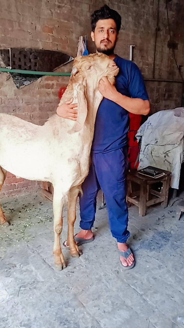 انچ 45 مَکھّی چِینی بکرا — چھِگّا دانت — شاندار 1