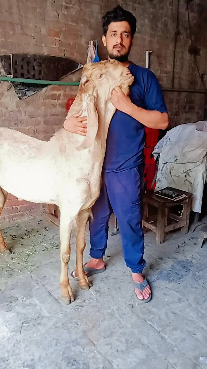 انچ 45 مَکھّی چِینی بکرا — چھِگّا دانت — شاندار — photo 2