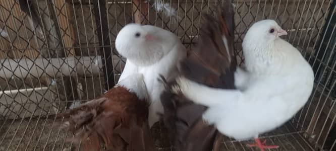 Fancy Fantail Pigeons Available – 3 Breeder Pairs & 1 Adult Offspring