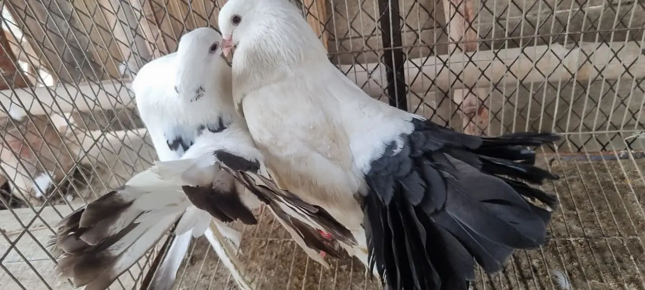 Fancy Fantail Pigeons Available – 3 Breeder Pairs & 1 Adult Offspring — photo 2