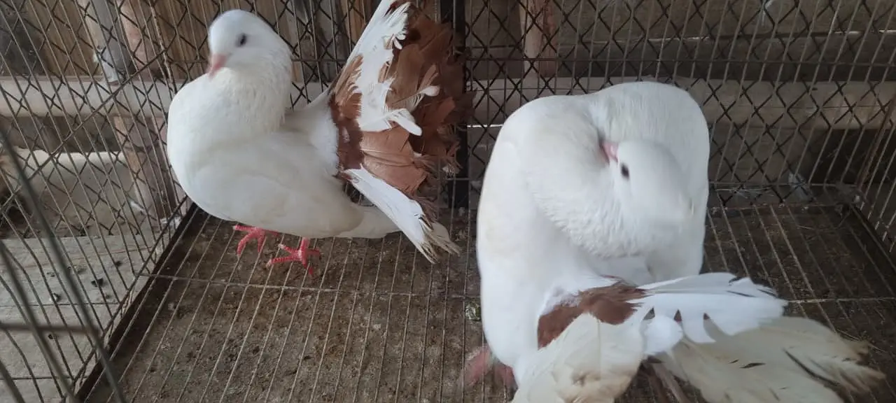 Fancy Fantail Pigeons Available – 3 Breeder Pairs & 1 Adult Offspring — photo 3