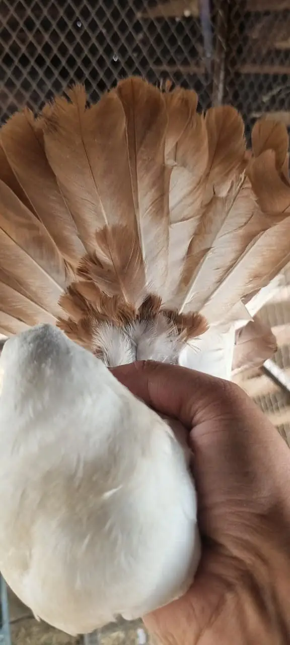 Fancy Fantail Pigeons Available – 3 Breeder Pairs & 1 Adult Offspring — photo 4