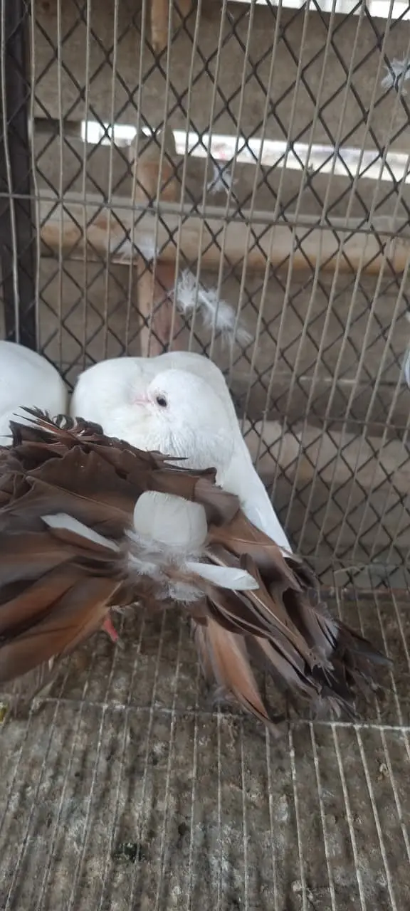 Fancy Fantail Pigeons Available – 3 Breeder Pairs & 1 Adult Offspring — photo 5