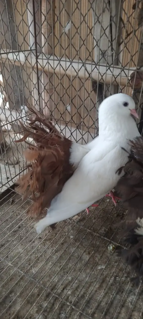 Fancy Fantail Pigeons Available – 3 Breeder Pairs & 1 Adult Offspring — photo 6