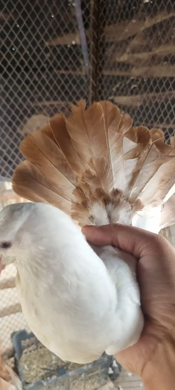 Fancy Fantail Pigeons Available – 3 Breeder Pairs & 1 Adult Offspring — photo 7