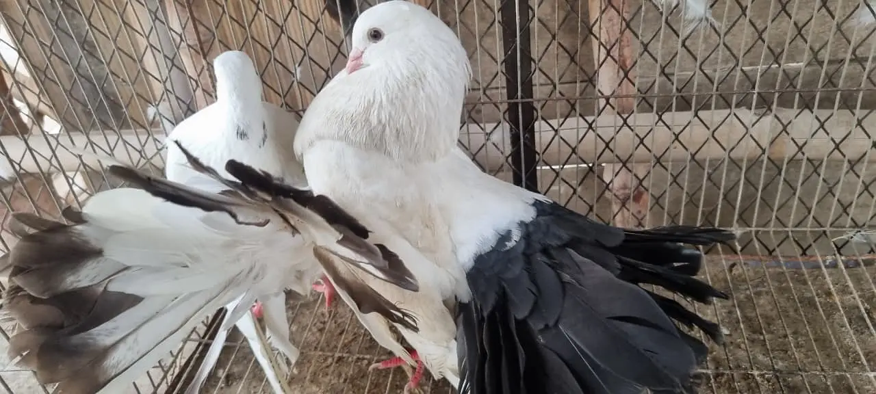 Fancy Fantail Pigeons Available – 3 Breeder Pairs & 1 Adult Offspring — photo 8