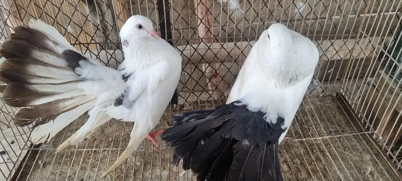 Fancy Fantail Pigeons Available – 3 Breeder Pairs & 1 Adult Offspring — photo 9