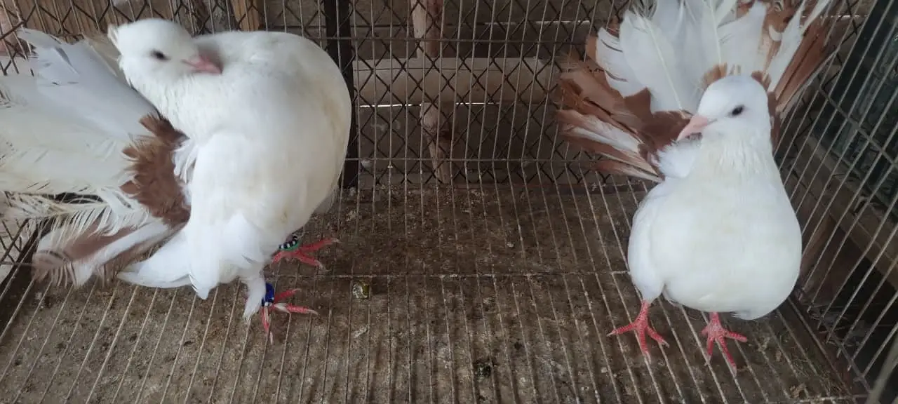 Fancy Fantail Pigeons Available – 3 Breeder Pairs & 1 Adult Offspring — photo 10