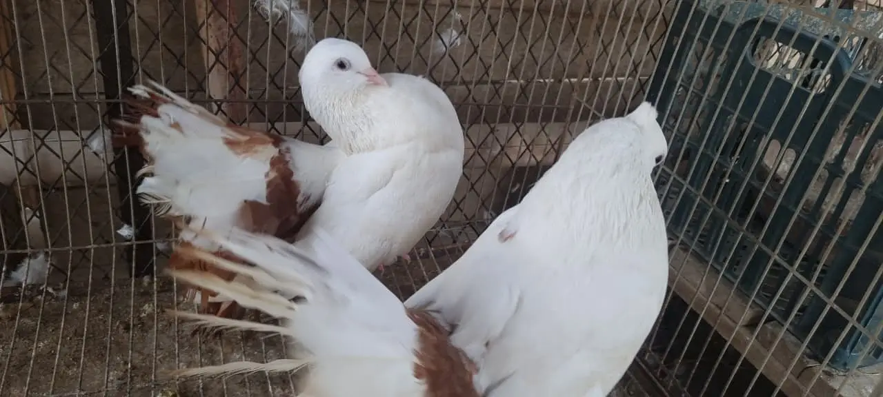 Fancy Fantail Pigeons Available – 3 Breeder Pairs & 1 Adult Offspring — photo 12