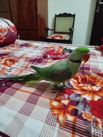 Raw parrot