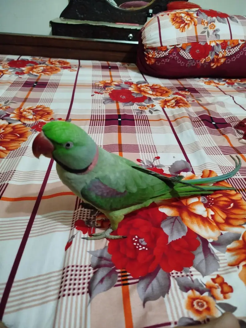 Raw parrot — photo 2
