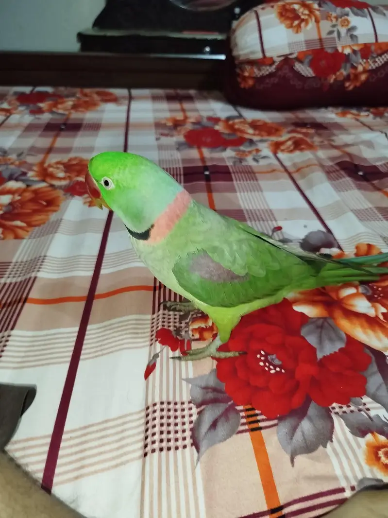 Raw parrot — photo 3