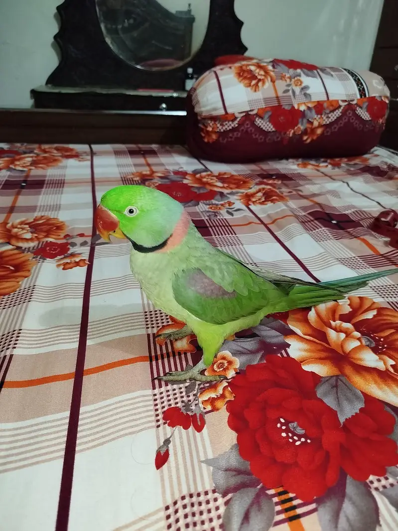 Raw parrot — photo 4