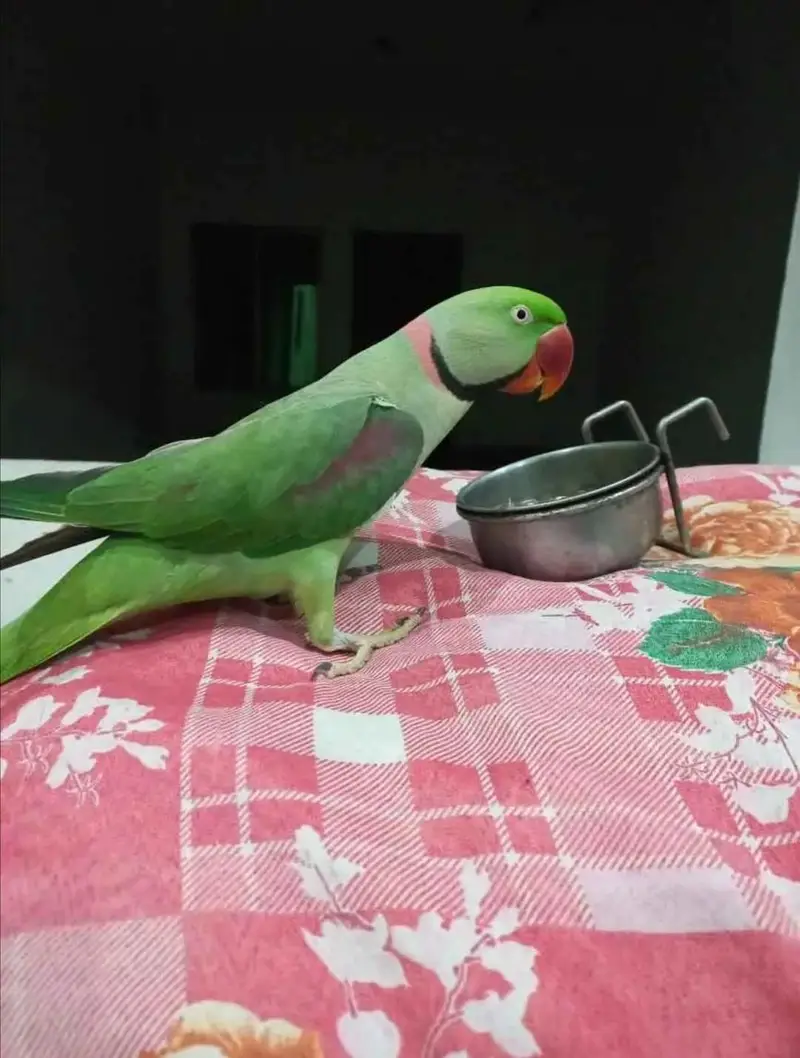 raw parrot male — photo 3