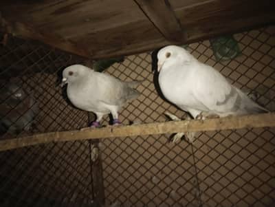 per pair 1500 but gandedar is 2000