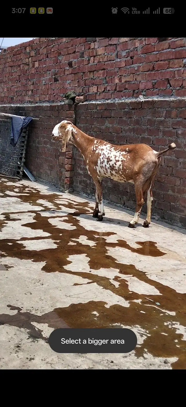 Healthy and active  Gabban maki cheeni bakri — photo 3