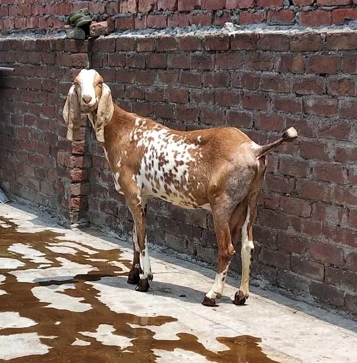 Healthy and active  Gabban maki cheeni bakri — photo 4