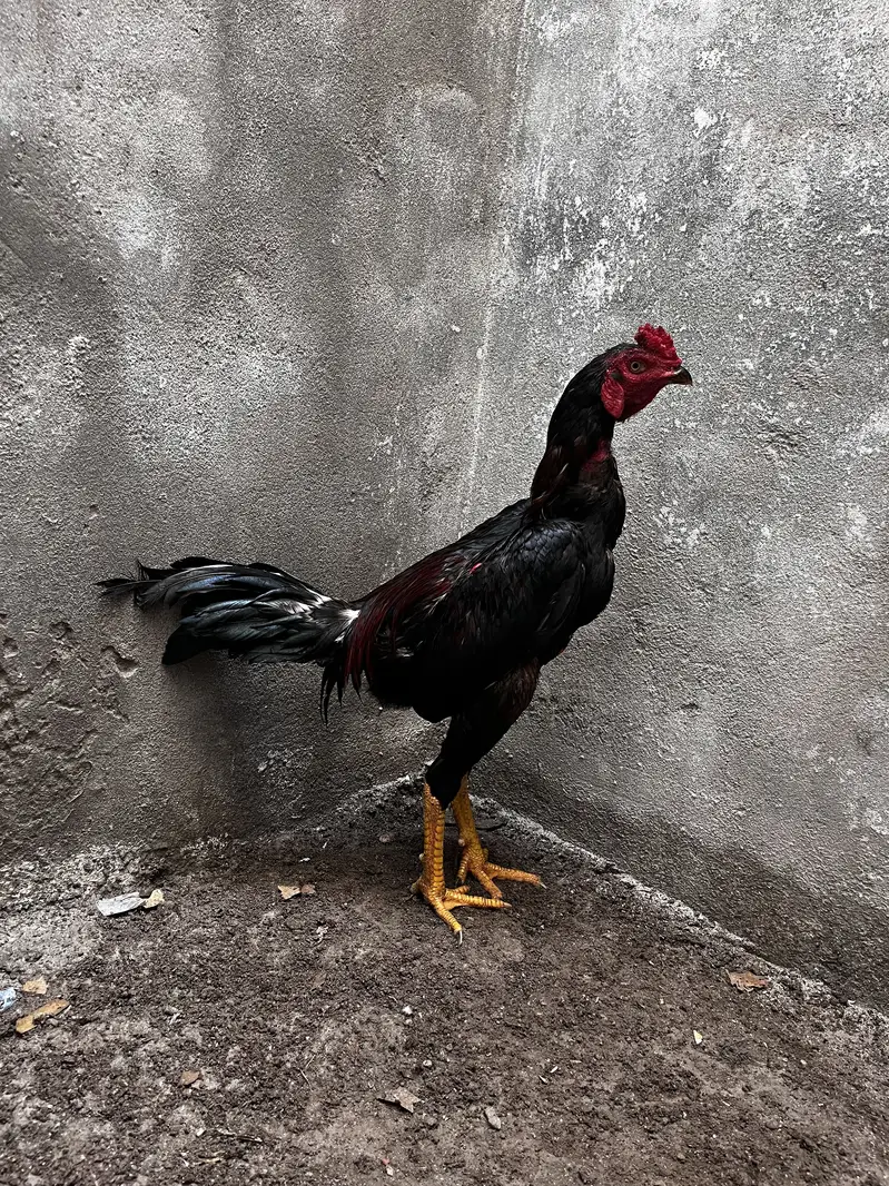 Barmi pakoya aseel thai for sale — photo 3