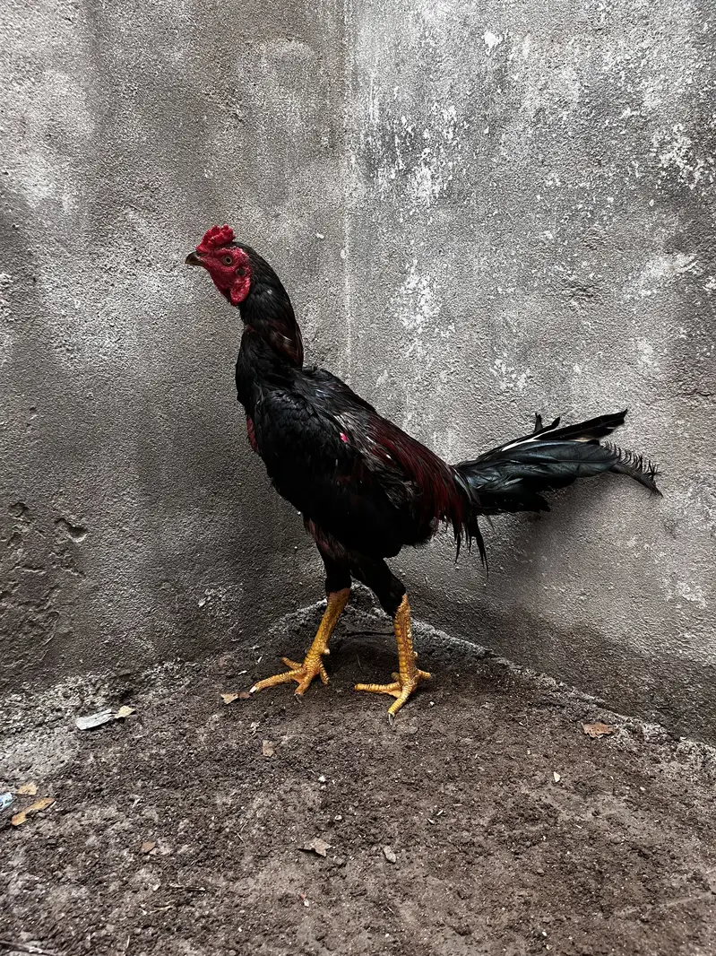 Barmi pakoya aseel thai for sale — photo 4
