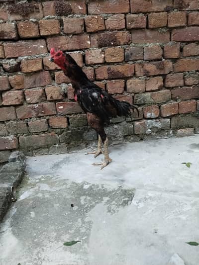 For sale Black Mushka Good quality