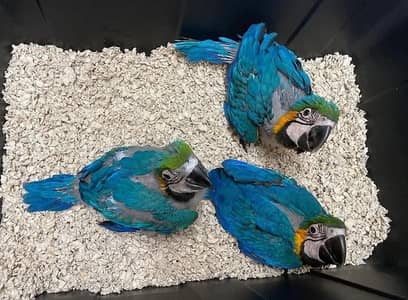 blue macaw parrot for sale good looking 03361194076