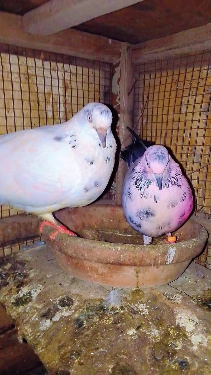 Doves 2