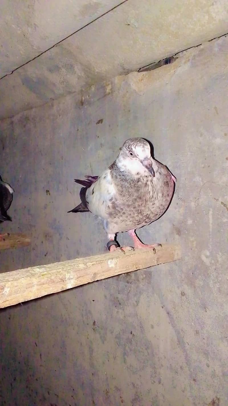 Doves 3