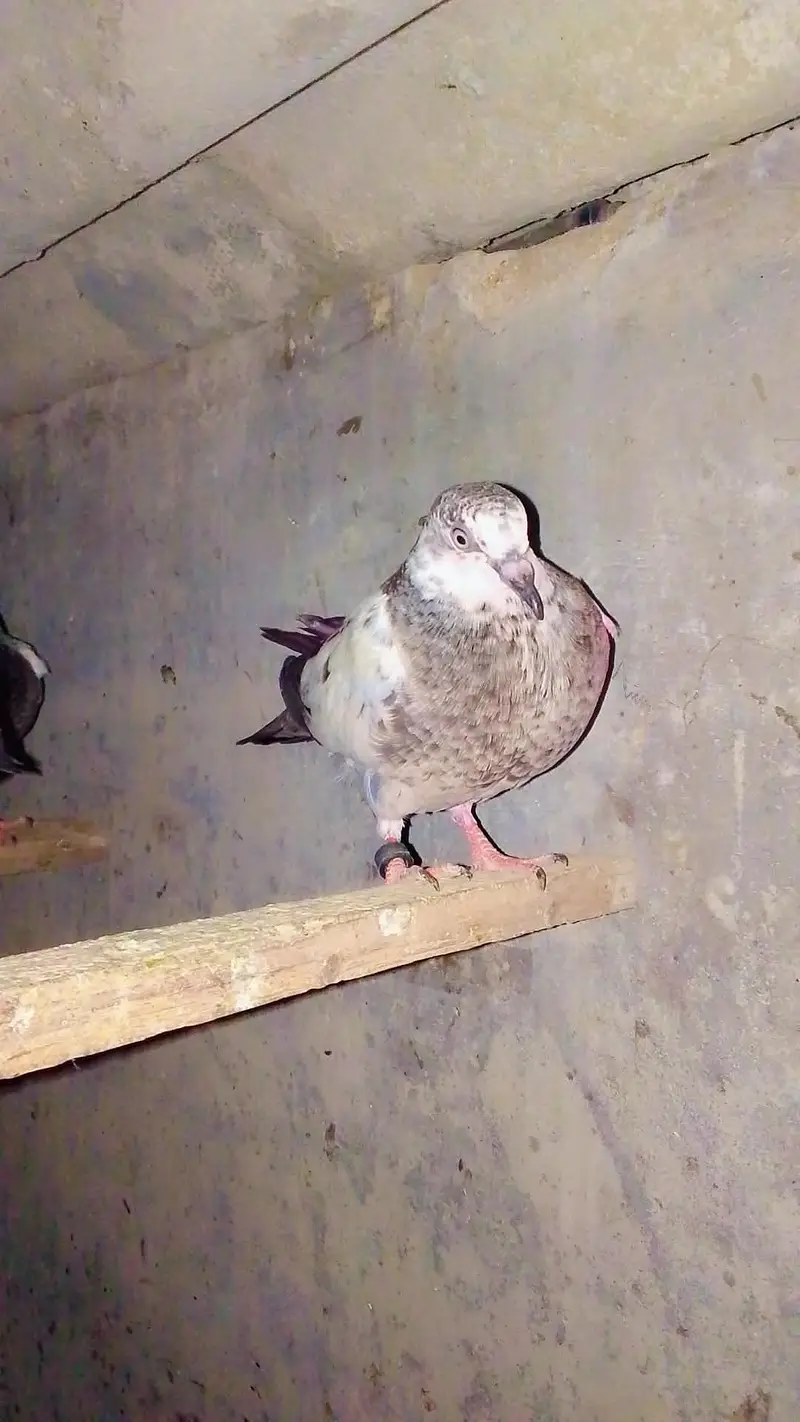 Doves — photo 4
