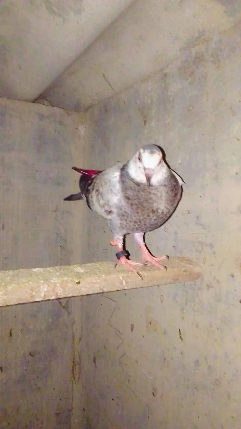 Doves 4