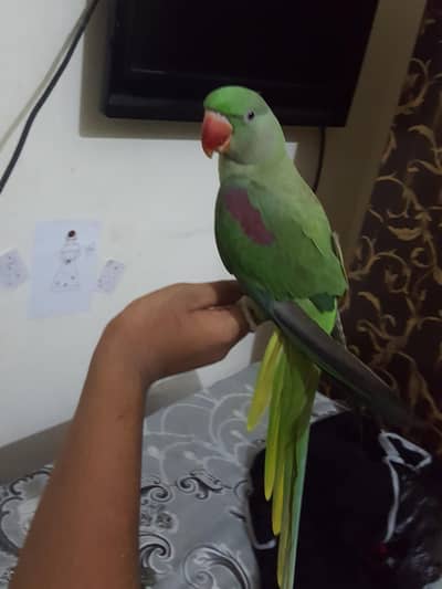 raw parrot female
