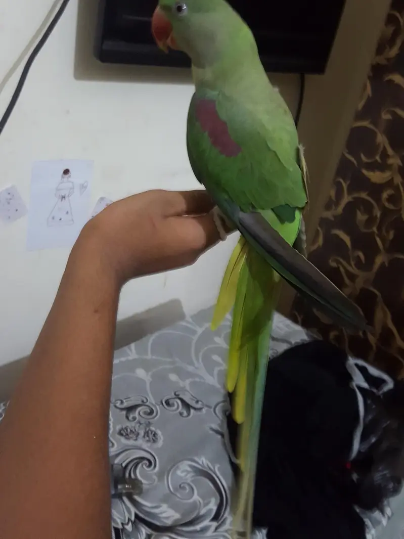 raw parrot female — photo 2