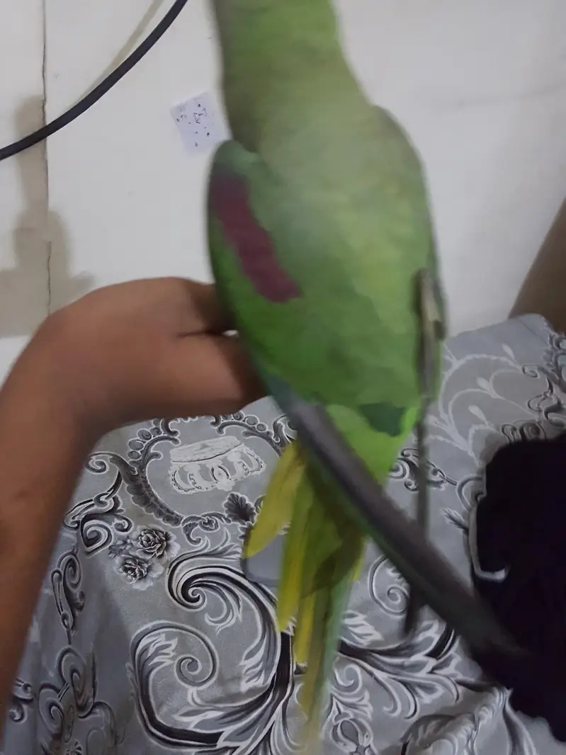 raw parrot female — photo 3