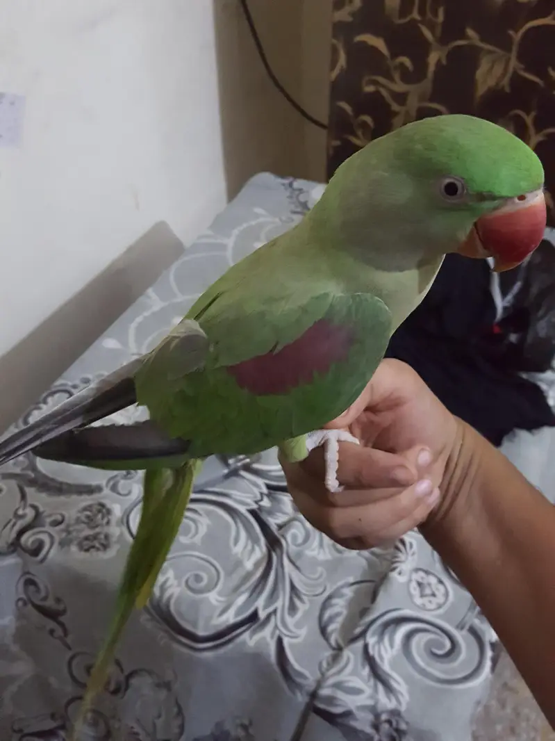 raw parrot female — photo 4